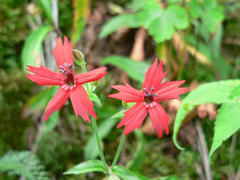 silene_virginica_3